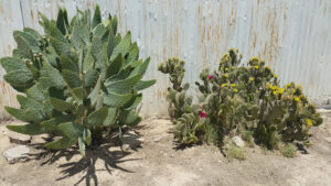 Pecos Sun RV Park in Pecos TX